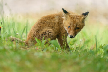 キタキツネの子ギツネ　6月