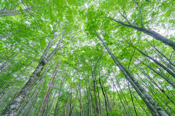 新緑のシラカンバの森　福島裏磐梯