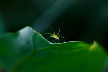 closeup view of spider isolated on green leaf