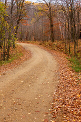 Autumn trees with winding dirt road  going through Maplewood State Park in Minnesota, USA.
