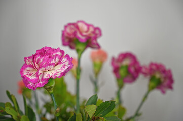 Close up to carnation bouquet 