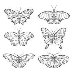 Fototapeta na wymiar Butterfly Outline With Drawn Details Collection_3