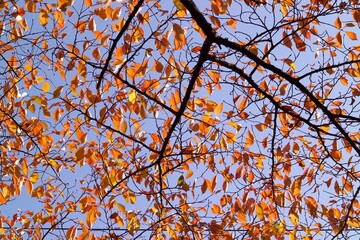 autumn leaves against blue sky