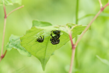 葉の裏にとまる　コガネムシ　交尾