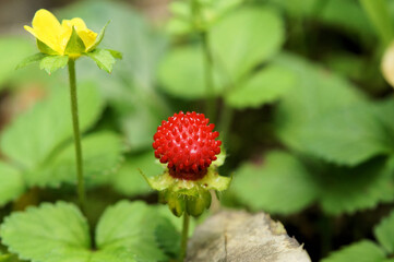 ヘビイチゴ　まっ赤