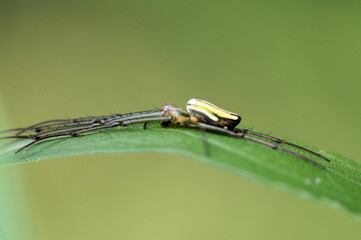 草にとまるクモ　山の中　7月