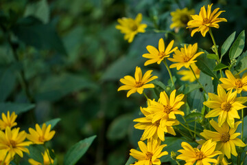 満開の黄色い”宿根ヒメヒマワリ”【キクイモモドキ／ヘリオプシス】／キク科キクイモモドキ属