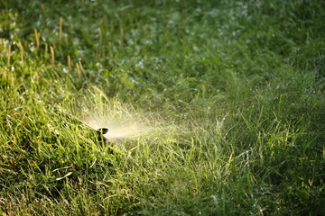 Watering the lawn in the morning with a sprinkler