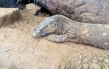Lézard