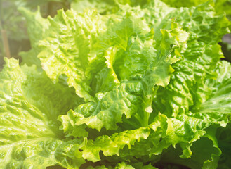 Fresh ripe head of lettuce cabbage (Lactuca sativa) with lots of leaves growing in homemade garden. Close-up. Organic farming, healthy food, BIO viands, back to nature concept.
