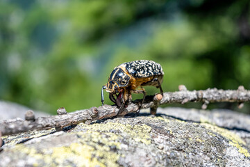 Comer See Italien Alpen