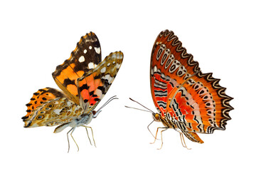 beautiful pair of butterflies isolated on white background, painted lady and red lacewing butterflys