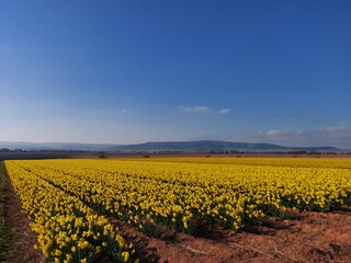 field of daffodils