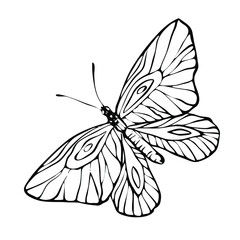 butterfly, contour black-and-white hand drawing, coloring, logo isolated on a white background