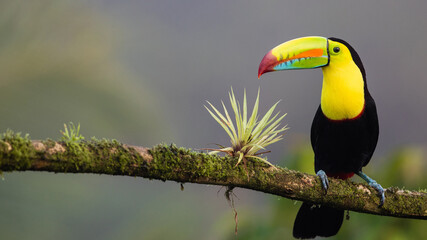 4k toucan sitting on a Powerful branch - obrazy, fototapety, plakaty