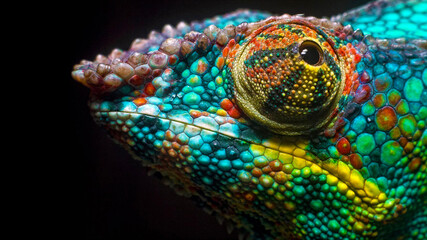 4k close up of chameleon on a branch - obrazy, fototapety, plakaty