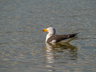 Gull Floating