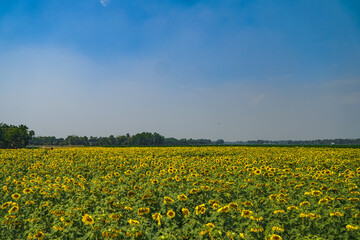 field of dandelions
