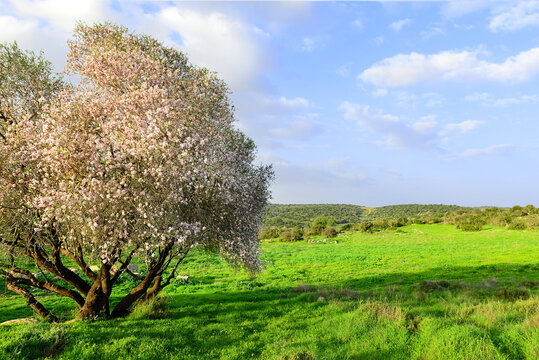 Beautiful blooming almond tree