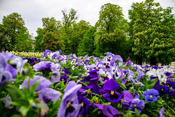 A carpet of purple flowers in a city garden