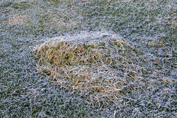 Frost in a garden in the Western Cape Garden Route region in South Africa