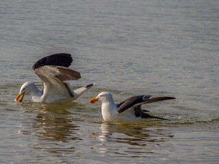 Fototapeta premium Gulls Feeding