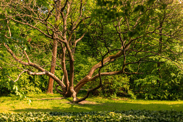 Naklejka premium Curved trees in the royal garden