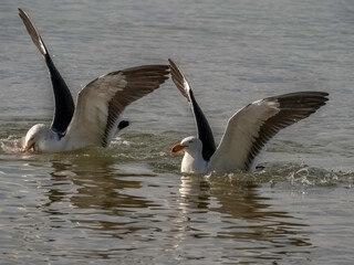 Gulls Swanning Around
