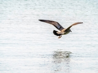 Juvenile Gull Flying