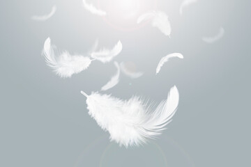 Lightly Soft White Feathers Falling Down in The Sky.