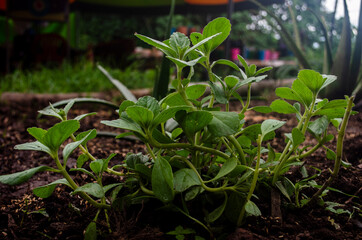 plants in a garden