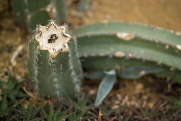 cactus cross section