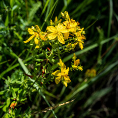 fleurs des prés de la région Auvergne
