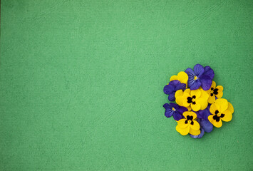Yellow and blue viola flowers, on a green background
