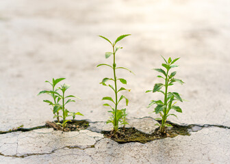 Plants in the cracks of the floor.