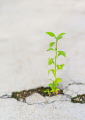 Plants in the cracks of the floor.