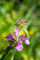 fleurs des prés de la région Auvergne