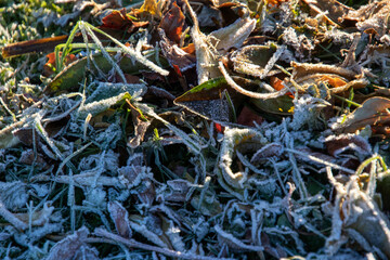 Frost in a garden in the Western Cape Garden Route region in South Africa