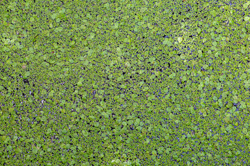 texture Lemnaceae weeds on the surface of the fish pond in the garden