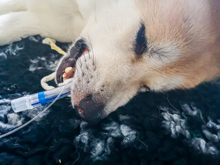 ein Hund (Akita Inu) wird wegen einer Magenspiegelung in Narkose gelegt