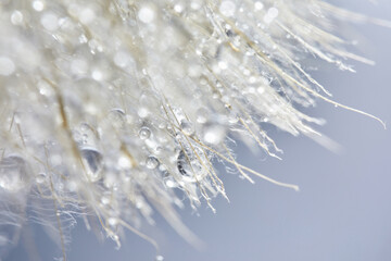 Fototapeta Beautiful dew drops on a dandelion seed. Beautiful soft background. Macro photography. obraz
