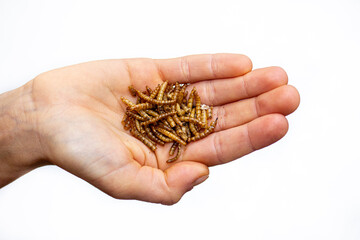 Mehlw&uuml;rmer (Tenebrio molitor) liegen auf der Hand