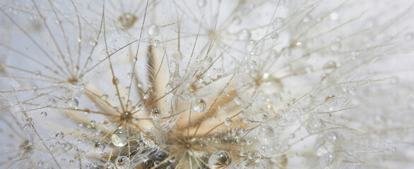 Beautiful dew drops on a dandelion seed. Beautiful soft background. Macro photography. - obrazy, fototapety, plakaty