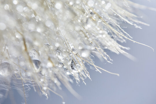 Beautiful dew drops on a dandelion seed. Beautiful soft background. Macro photography.