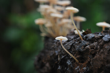 White Mushroom Rainforest in Thailand and Southeast Asia.