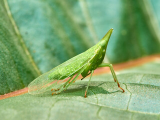 Small green insect on a leaf. It is a bed bug that sucks sap from plants. Genus Dictyophara   