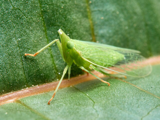 Small green insect on a leaf. It is a bed bug that sucks sap from plants. Genus Dictyophara   