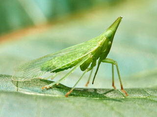 Small green insect on a leaf. It is a bed bug that sucks sap from plants. Genus Dictyophara   