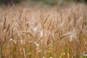 golden wheat field