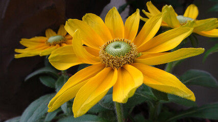 ルドベキアのプレーリー・サンをアップ